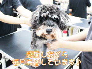 トリマー科　保定の授業☆
